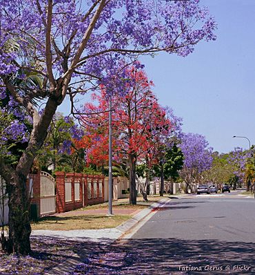 Spring in suburbia, Brisbane (19835765613).jpg