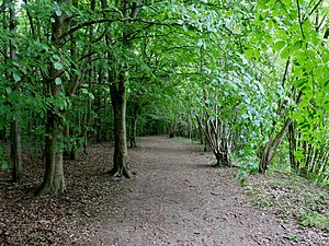 Woodland Path at High Elms Country Park (3).jpg