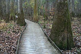 A slightly elevated wooden boardwalk passes through an old growth forest of bald cypress and water tupelo trees