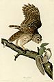 Barred Owl (Audubon)