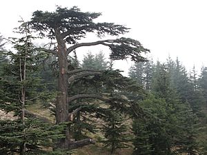 Cedar of Lebanon (Cedar of God), Lebanon