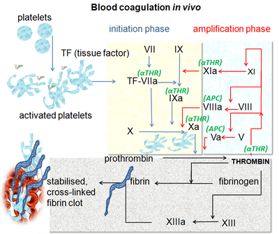 Coagulation in vivo