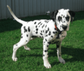 Dalmatian puppy, four months