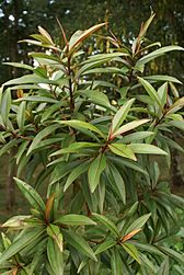 Foetidia mauritiana leaves