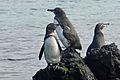 Gálapagos Penguins Near Isabela Island