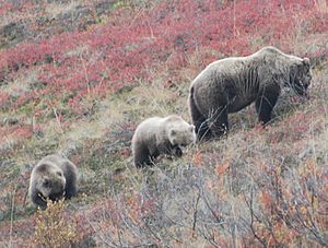 Grizzly Bear foraging