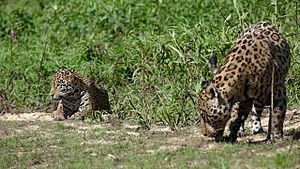 Jaguars (Panthera onca) after fight ...(Female left) (29070165892)