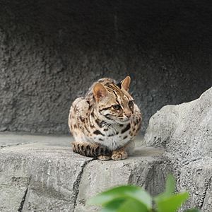 Leopard Cat Tennoji