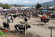 Livestock market, Otavalo 01