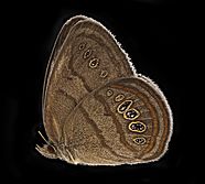 Neonympha mitchelli francisci, side, reared2 2019-08-07-17.21.31 ZS PMax UDR (48504193932)