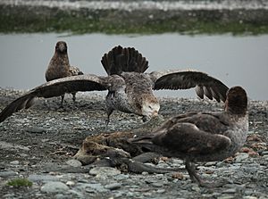 Northern Giant Petrel takes its turn at the seal carcass (5724579043)