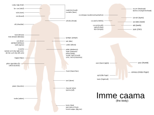 Rumsen body parts