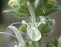 Salvia austriaca (flower)