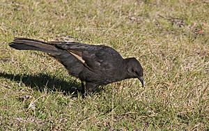 White-winged Chough1