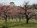 大阪城天守閣と梅林 Plum Grove and Osaka Castle