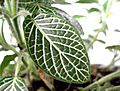 Acanthaceae leaf