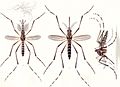 Aedes aegypti E-A-Goeldi 1905