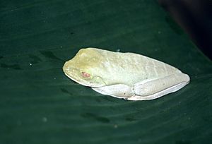 Agalychnis callidryas - camouflage mode