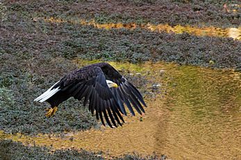 Bald Eagle in flight at Mountain Lakes Preserve