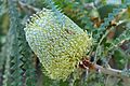 Banksia speciosa - San Francisco Botanical Garden