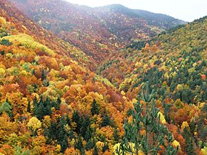 Bosque Fanlo-Sarvisé (Huesca, Pirineo Aragonés)