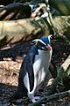 Fiordland penguin (Mattern)