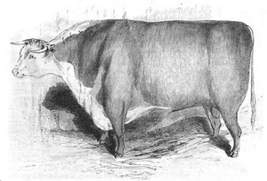 Illustrirte Zeitung (1843) 12 184 1 Hereford-Bulle des Herrn Jeffries