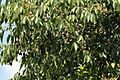 Irvingia smithii02.jpg
