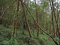 Nilgiri forest