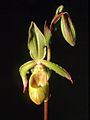 Phragmipedium lindleyanum Orchi 02