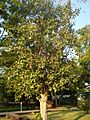 Pipal tree
