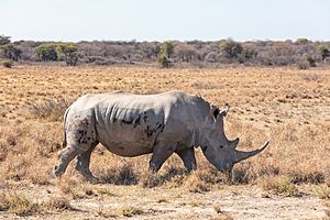 Rinoceronte blanco (Ceratotherium simum), Santuario de Rinocerontes Khama, Botsuana, 2018-08-02, DD 06.jpg
