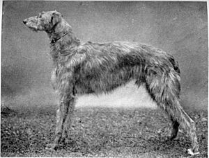 Scottish-deerhound-dog-large
