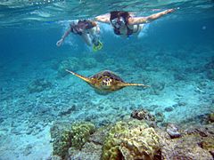 Snorkelers with sea turtle (Kahaluu Bay)