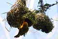 Taveta Golden-weaver nest