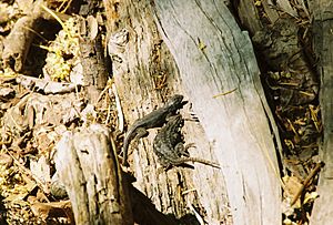 Western Fence Lizard Courting