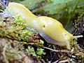 Banana slug in the Hoh Rainforest