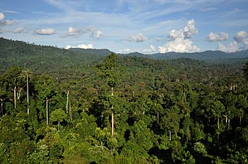 BorneoRainforest DSC 9267