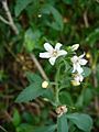 Capraria biflora (Scott Zona) 001