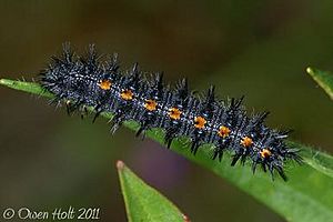 Edith's Checkerspot caterpillar