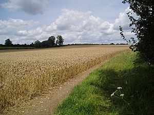 Hampshire Downland above Alresford - geograph.org.uk - 507886