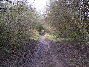Hartshill Park Local Nature Reserve - geograph.org.uk - 1132772