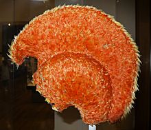 Hawaiian feather helmet british museum