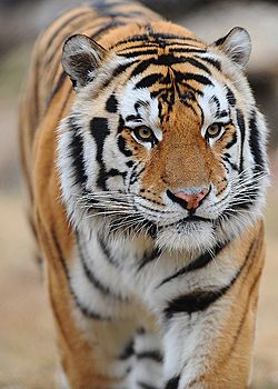 Mike VI the Tiger (Louisiana State University mascot).jpg