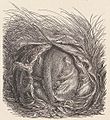 Muscardinus avellanarius - 1700-1880 little dormouse, sleeping in the winter nest
