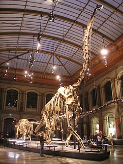 Naturkundemuseum Brachiosaurus brancai.jpg