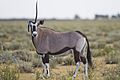 Oryx gazella (unicorn)