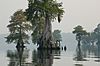 Photo of the Week - Great Dismal Swamp National Wildlife Refuge (VA) (4578425529).jpg