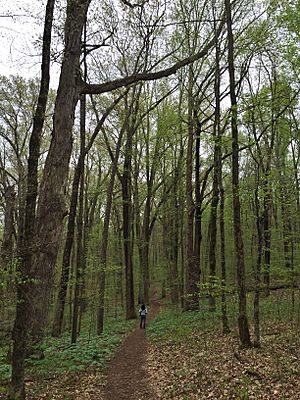 Pioneer Mothers Memorial Forest April 2016