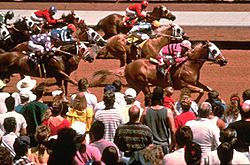 Horse racing at Ruidoso Downs